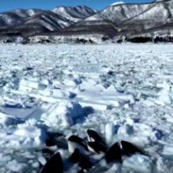 Sürüklenen buzda sıkışan 10 katil balina için korkutan açıklama