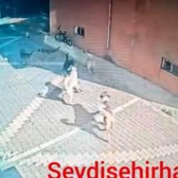 Konya'da sokak köpekleri çocuğa saldırdı! Okula giden çocuk ölümden böyle kurtuldu