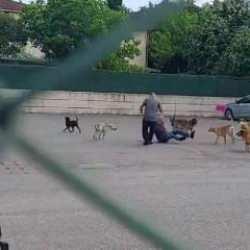 Sokak köpekleri az kalsın adamı parçalıyordu! 10 köpek birden saldırdı...