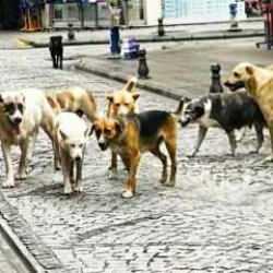 Başıboş köpek sorunu: 5 Avrupa ülkesinden Türkiye'ye seyahat uyarısı