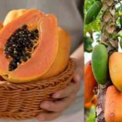 Papaya meyvesi ve çekirdeği faydaları nelerdir? Papaya meyvesi nasıl yenir?