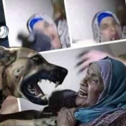 İsrail askeri eğitilmiş katil köpekle yaşlı Filistinli kadına saldırdı! 