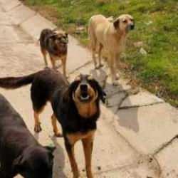 Sokak köpekleri uyutulacak mı, ötenazi ne demek? Sokak hayvanları yasası son durum