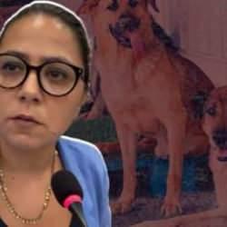 TİP'li Sera Kadigil başıboş köpek söz konusu olunca İslam'ı hatırladı