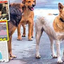 İngiliz medyasındaki köpek haberlerine Türkiye'den tepki