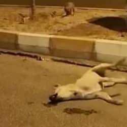 Yer: Mardin! Başıboş köpekler yol ortasında başka bir köpeği parçaladı