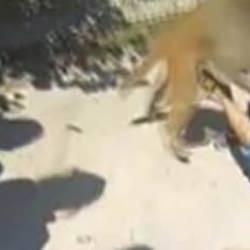 Bu kez saldırgan bir maymun! Çocuk dehşeti yaşadı