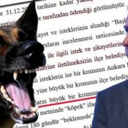 Başıboş köpek faciası göz göre göre gelmiş! ABB'nin ihmalkarlığı Sayıştay raporunda