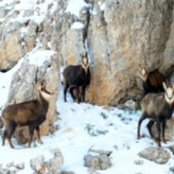 Munzur Dağları'nda şamualar sürü halinde görüntülendi