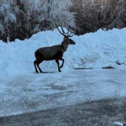 Görüntüsü mest etti: Kuzu Yayla Tabiat Parkı'nda kızılgeyik görüntülendi