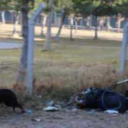 Kayseri'de sahipsiz köpek öğrenciye saldırdı! 