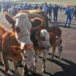 Bayburt'ta şap karantinası son buldu 