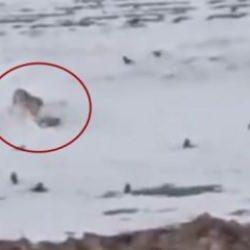 Yer: Ağrı! Aç kalan kurt köpeği parçalayarak yedi 