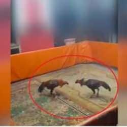 Horoz dövüşü cep yaktı!