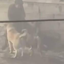 Yer: Ankara! Başıboş köpekler, hamile kadına saldırdı