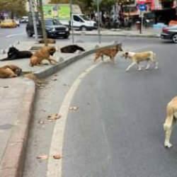 Bakanlık valiliklere yazı gönderdi: Sahipsiz köpek başına 71 bin TL!