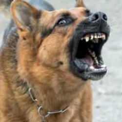 En fazla insan öldüren köpekler açıklandı! Dünyanın en acımasız köpeği seçildi...