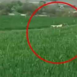 8 ay önce kaçan dana hala yakalanamadı! 'Kaçtıkça yabanileşiyor'