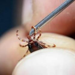 Bir kentte kene kabusu: 6 kişinin tedavisi sürüyor!