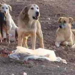 Başıboş sokak köpeği vahşeti: 5 yaşındaki Ömer hastaneye kaldırıldı