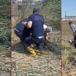 Hem ağlatan hem de güldüren manzara: Firari kurbanlık koyunları çamur durdurdu...