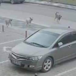 Başıboş sokak köpeği terörü devam ediyor! Anne ve çocukları son anda kurtuldu