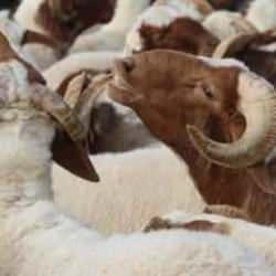 Diyanet uyardı: Bu hataya düşmeyin! Kurbanlar geçersiz olur