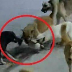 Hatay’da 6 sokak köpeğinin saldırdığı  kedi öldü