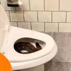 Tayland'da evdeki devasa piton görenleri şok etti!