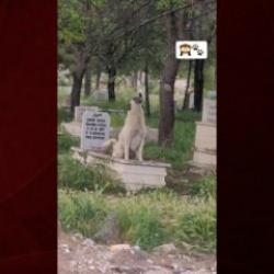 Başıboş köpek mezar kazdı, tepki yerine sevildi: “Ne güzel yatıyor orada”