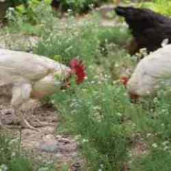 Ölümlü kabus devam ediyor: Bu tavuklar kene düşmanı