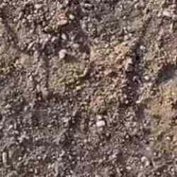 Bir garip olay: Keneler adeta vatandaşı kovaladı!