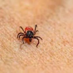 Doğal kene kovucu: Kurtulmak için birebir! Sürdüğünüzde keneden korunacaksınız