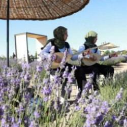 Burası Türkiye’nin en büyük Lavanta Bahçesi: Festival coşkusu başladı