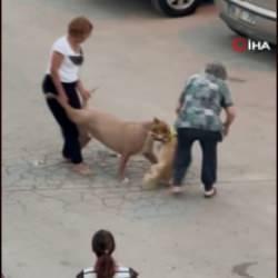 Ağızlıksız dolaştırılan pitbull, hem köpeğe hem de kendi sahibine saldırdı