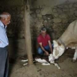 Malatya'da dünyaya gelen çift başlı buzağı görenleri şoke etti 