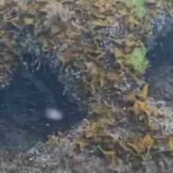 Karadeniz'de mayın alarmı! İstanbul'dan ekipler gönderildi