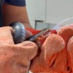 Osmaniye’de evin bahçesine giren yılana itfaiye eri su içirdi