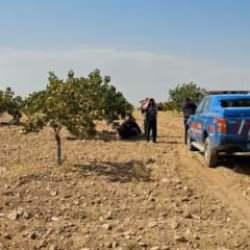 48 yaşındaki işçinin acı sonu: Antep fıstığı hasadı yapıyordu!