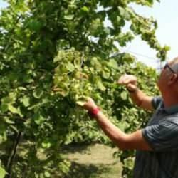 Fındıkta erken hasat uyarısı