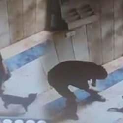 Kediyi işkence ederek öldüren cani tutuklandı