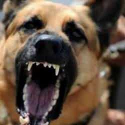 4 sokak köpeğinin saldırısına uğrayan adam silahına davrandı