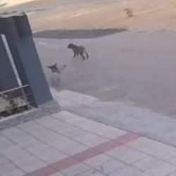 Bursa’da başıboş sokak köpeği dehşeti: Son anda kurtuldular