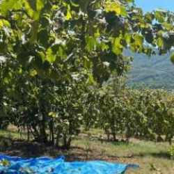 Fındık hasadı başladı, tırpan ücretleri rekor kırdı