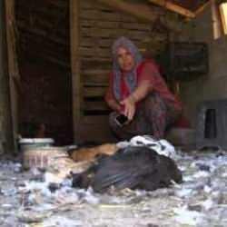 22 yıllık emek bir gecede yok oldu! Başıboş köpek terörü devam ediyor