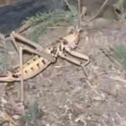 Devası büyüklükte! Elazığ'da görüntülendi: Tam bir çiftçi dostu...