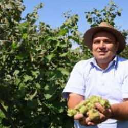 Burası Karadeniz değil! Fındık hasadının yapıldığı şehri duyan şoke oldu
