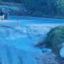 Mersin'de sahipli köpek kazaya neden oldu! 