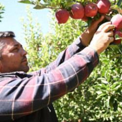 Elma bahçesini bu yöntemle zirai dondan korumuştu! Hasada başladı