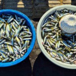 Balıkçıların yüzlerce kilo istavrit sevinci kursaklarında kaldı